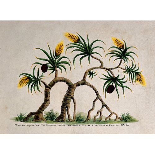 Pandanus Tectorius Posteri Pandanus Tectorius Posteri