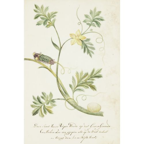 Klivt Markee Cornelis Posteri Klivt Markee Cornelis Posteri