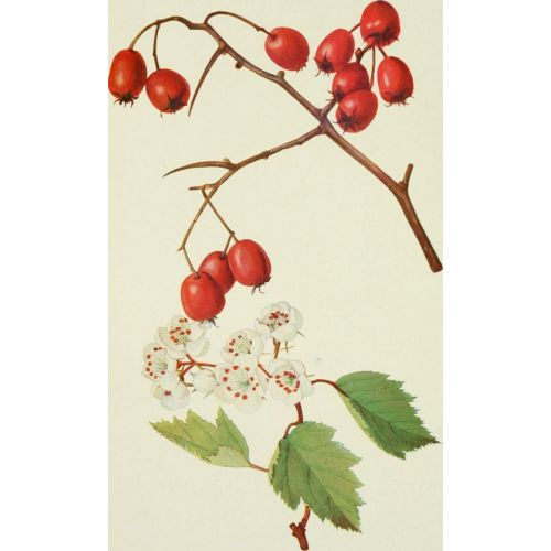 Kuşburnu Posteri Kuşburnu Posteri