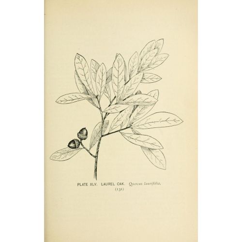 Oak-Tree Poster