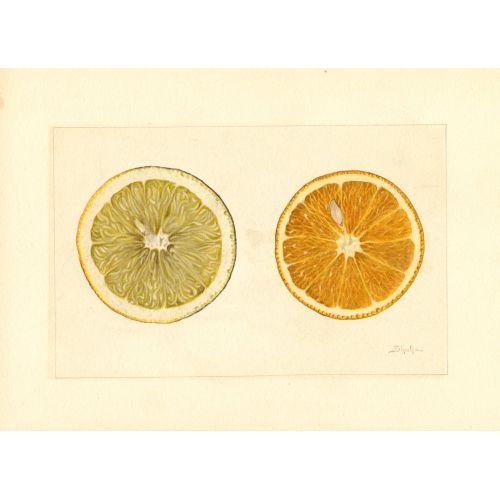 Limon Ve Portakal Posteri Limon Ve Portakal Posteri