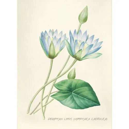 Lotus Flower Poster The Lotus Flower Poster features a stunning image of a lotus flower, known for its beauty and symbolism in