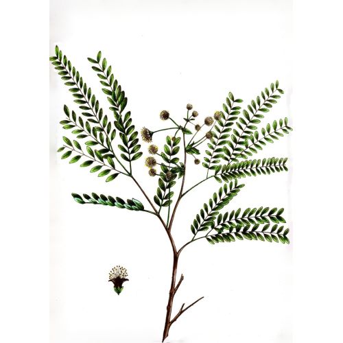 Wild Tamarind Poster Wild Tamarind Poster