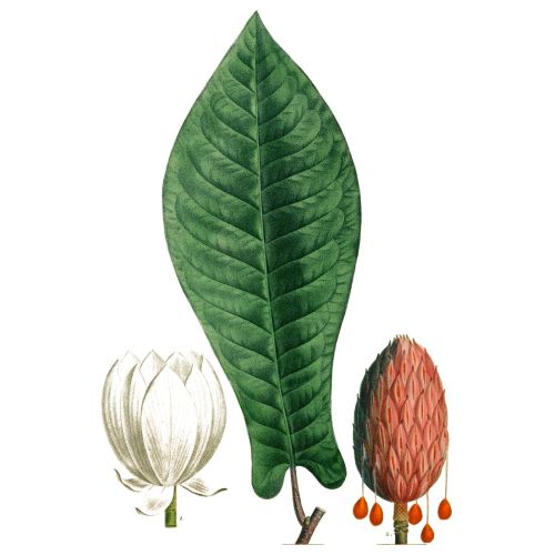 Magnolia Poster Magnolia Poster is a flowering plant known for its large, showy flowers with a delicate fragrance. The flowers
