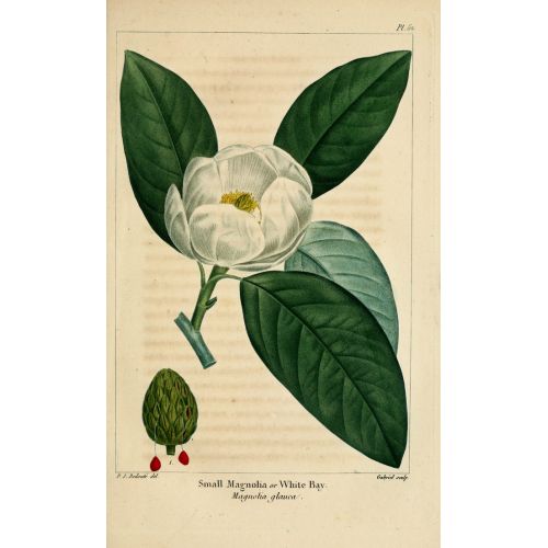 Manolya Virginiana Posteri Manolya Virginiana Posteri