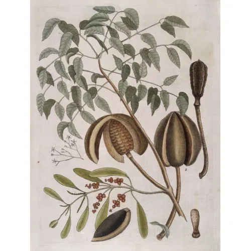 Mahogany Tree Poster The Mahogany Tree Poster features a detailed illustration of the majestic tree, showcasing its tall and