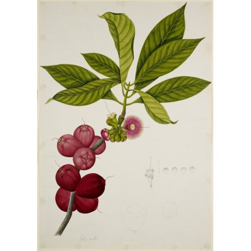 Malay Elma Posteri Malay Elma Posteri