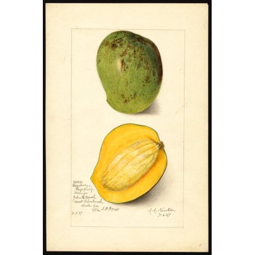 Mangifera Indica Poster 1 Posteri Mangifera Indica Poster 1 Posteri