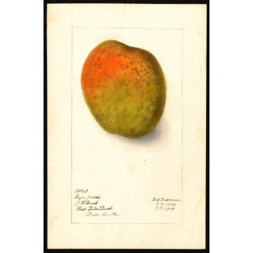 Mangifera Indica Poster 4 Posteri Mangifera Indica Poster 4 Posteri