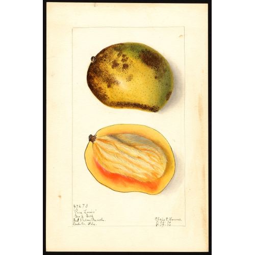 Mangifera Indica Poster 5 Posteri Mangifera Indica Poster 5 Posteri