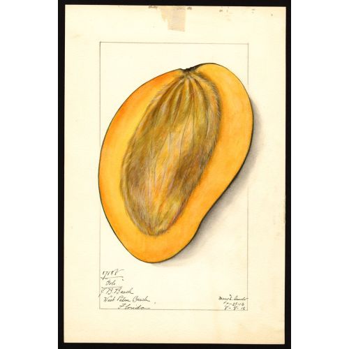 Mangifera Indica Poster 6 Posteri Mangifera Indica Poster 6 Posteri