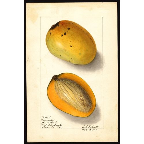 Mangifera Indica Poster 7 Posteri Mangifera Indica Poster 7 Posteri