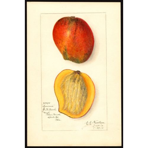 Mangifera Indica Poster 8 Posteri Mangifera Indica Poster 8 Posteri