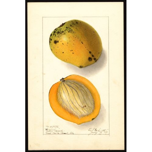 Mangifera Indica Poster 9 Posteri Mangifera Indica Poster 9 Posteri