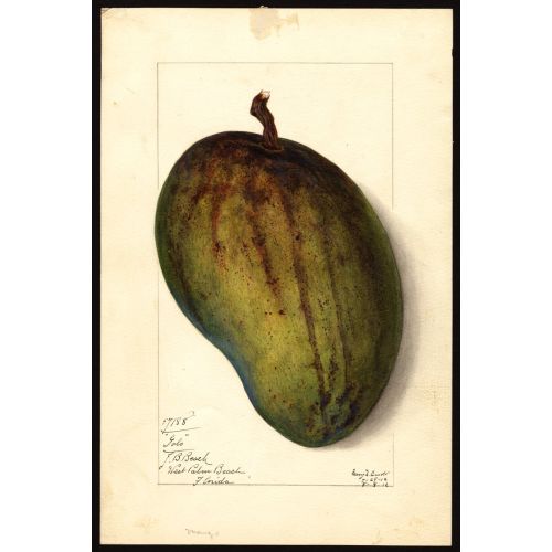 Mango Posteri Mango Posteri