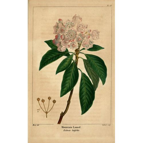 Mountain Laurel Poster The Mountain Laurel Poster features a high-resolution image of the beautiful flowering plant. The poster
