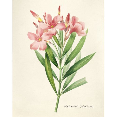 Oleander Poster