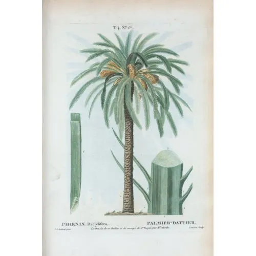 Palm Tree Poster The Palm Tree Poster features vibrant, tropical imagery of palm trees set against a background of clear blue