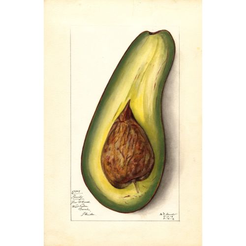 Papaya Posteri