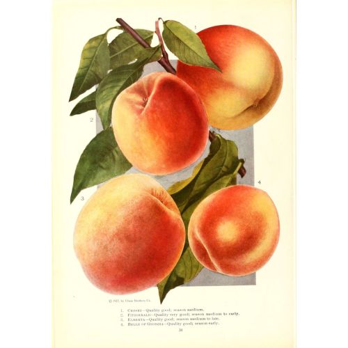 Peaches Poster The Peaches Poster features a beautiful depiction of the peaches plant, showcasing its vibrant leaves, delicate