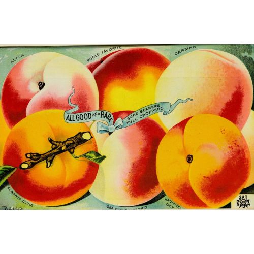 Peaches Poster 4 Poster Peaches Poster 4 Poster is a high-resolution image available for sale as canvas prints or digital
