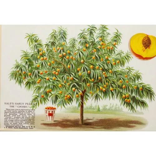 Peach Tree Poster The Peach Tree Poster beautifully captures the essence of a peach tree with its vibrant colors and detailed
