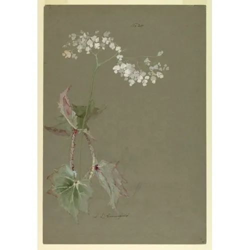 Pink Begonia Poster The Pink Begonia Poster features a vibrant pink begonia plant with delicate foliage and colorful blooms. This