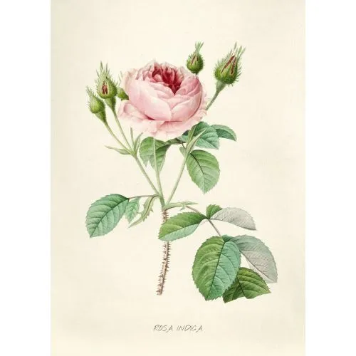 Pink Rose Poster The Pink Rose Poster features a close-up image of a vibrant pink rose, showcasing its delicate petals and lush
