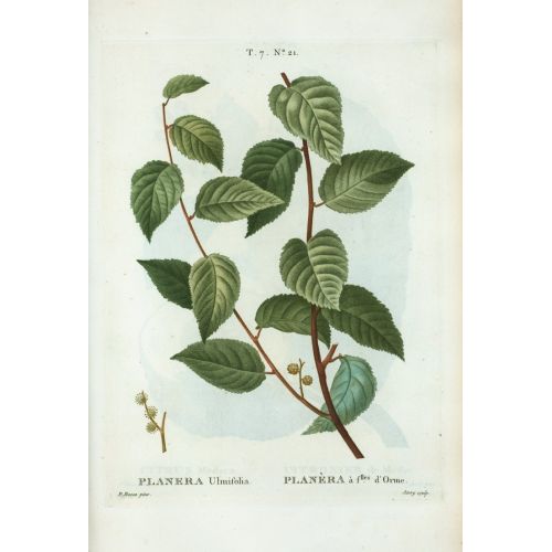 Ulmifolia Tree Poster