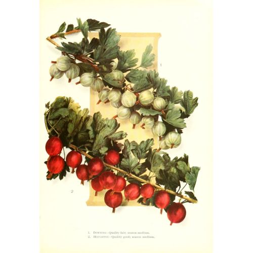 Pomegranate Poster Pomegranate Poster
