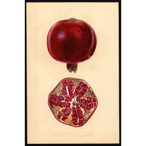 Pomegranate Poster 2 Poster Pomegranate Poster 2 Poster
