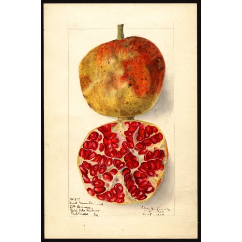 Pomegranate Poster 3 Poster Pomegranate Poster 3 Poster