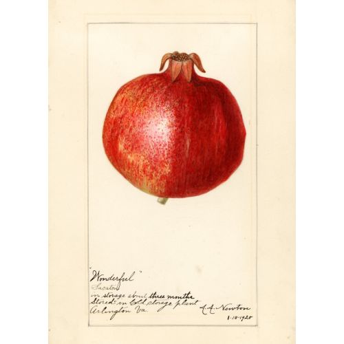 Pomegranate Poster 4 Poster Pomegranate Poster 4 Poster