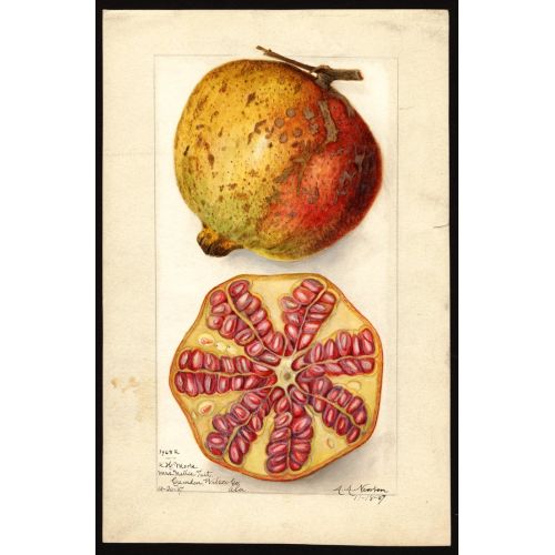 Pomegranate Poster 5 Poster Pomegranate Poster 5 Poster
