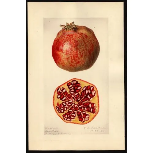 Pomegranate Poster 6 Poster The Pomegranate Poster 6 Poster features a vibrant and detailed illustration of the pomegranate