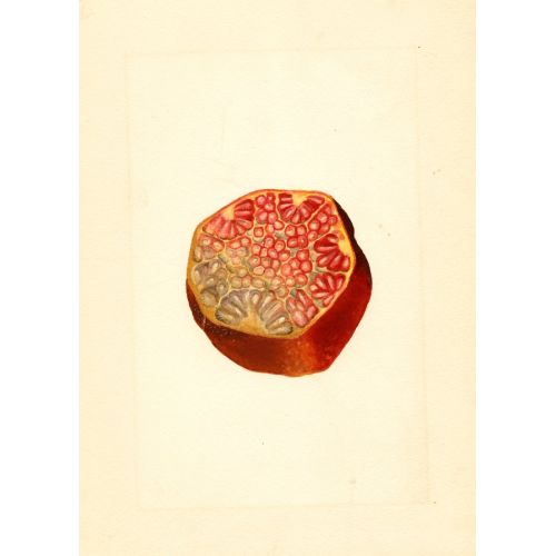 Pomegranate Poster 7 Poster Pomegranate Poster 7 Poster