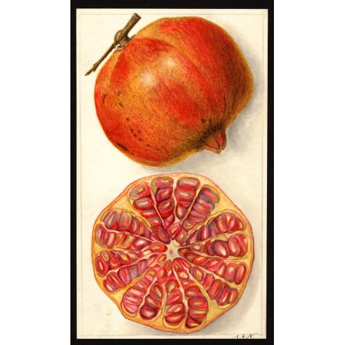 Pomegranate Poster 8 Poster Pomegranate Poster 8 Poster