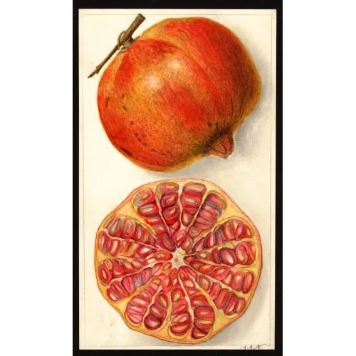 Pomegranate Poster 8 Poster The Pomegranate Poster 8 Poster showcases the vibrant red fruit of a pomegranate plant. The poster is