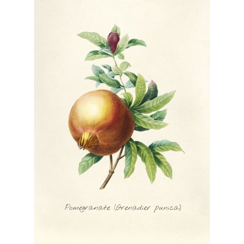 Pomegranate Branch Poster Pomegranate Branch Poster