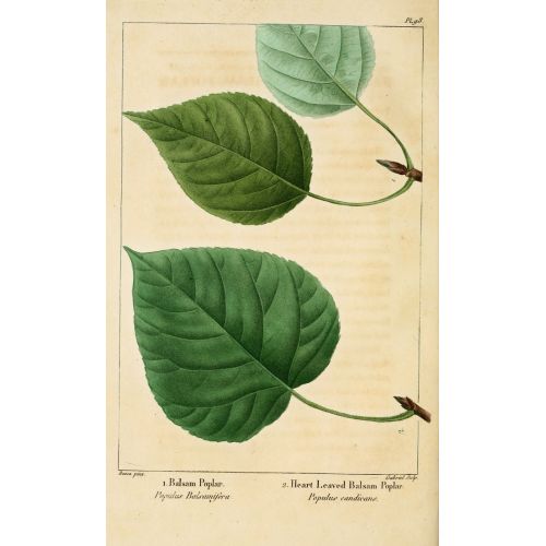 Balsam Kavağı Posteri Balsam Kavağı Posteri