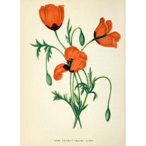 Poppy Poster Poppy Poster features vibrant red poppy flowers on a green stem set against a white background. These posters are