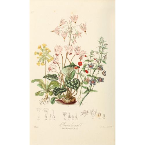 Evening Primrose Poster The Evening Primrose Poster features vibrant images of the beautiful nocturnal flower. Known for its