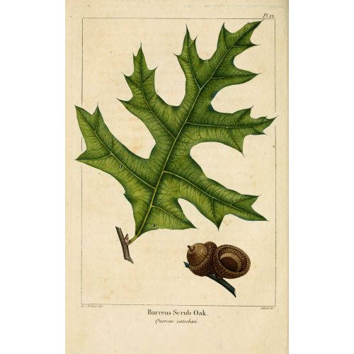 Oak - Barrens Scrub Poster Oak - Barrens Scrub Poster