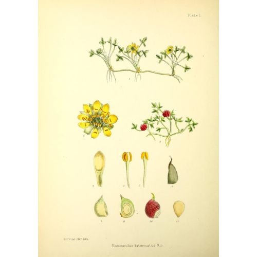 Düğün Çiçeği Ranunculus Posteri Düğün Çiçeği Ranunculus Posteri