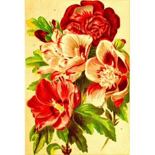 Red Flowers Poster The Red Flowers Poster features vibrant red floral blooms against a dark background. The poster is available