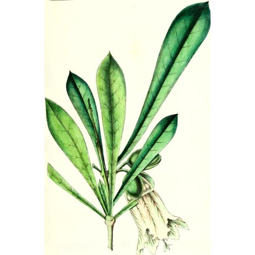 Bellflower Poster The Bellflower Poster features vibrant purple bell-shaped flowers that add color and beauty to any space. The