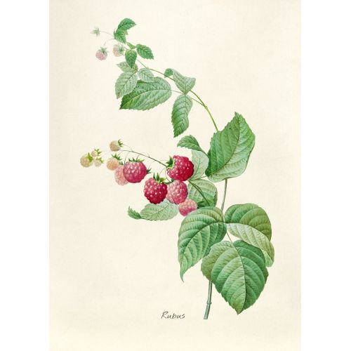 Rubus Posteri Rubus Posteri