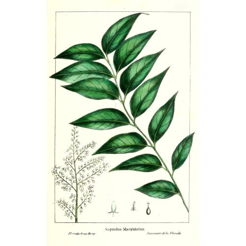 Soapberry Poster Soapberry Poster