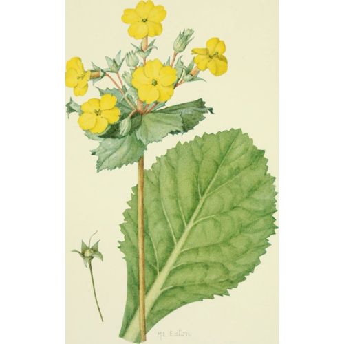 Yellow Flowers Poster Yellow Flowers Poster