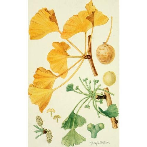 Yellow Flowers Poster 2 Poster Yellow Flowers Poster 2 features vibrant yellow flowers in full bloom against a soft green